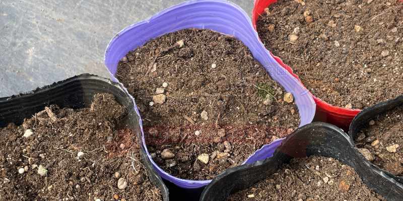 アイスプラントの種をポットにまいた様子