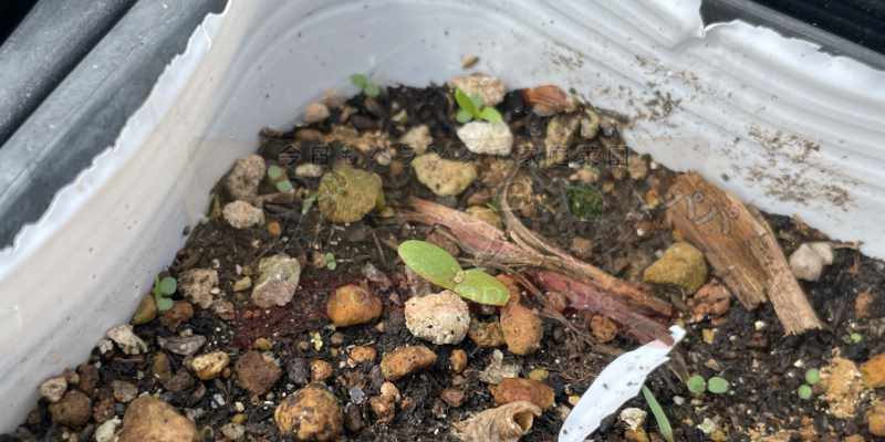 アイスプラントの発芽したばかりの苗の様子