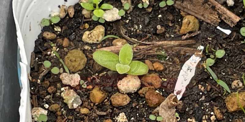 アイスプラント発芽４日目の様子