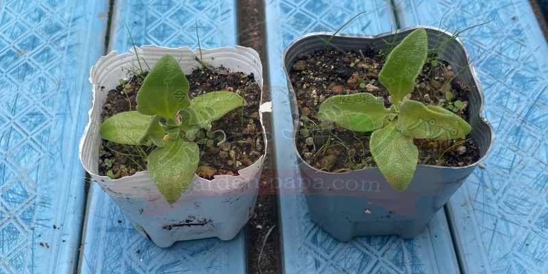 新感覚野菜!プチプチ食感の「アイスプラント」を種から育てます アイスプラントの苗を植えているポットが2つン欄でいる写真