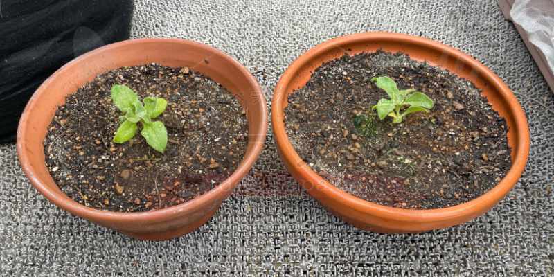 新感覚野菜!プチプチ食感の「アイスプラント」を種から育てます プランターへ定植して3日が経過したアイスプラントの苗の様子