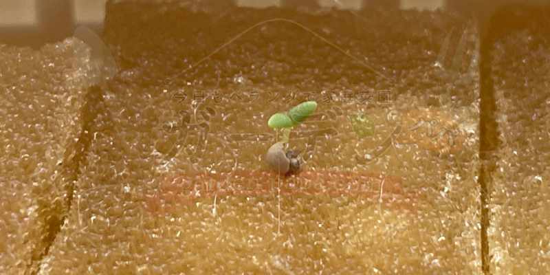 アイスプラントが発芽してから２日目の様子