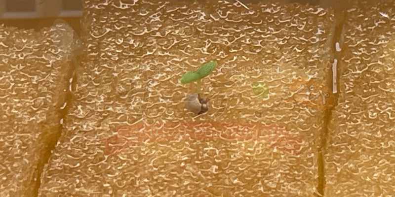 アイスプラントの発芽から３日目の様子