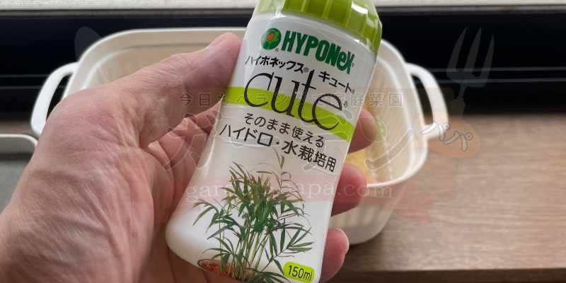 水耕栽培のアイスプラントに入れるハイポネックスキュート