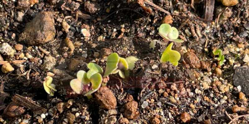 発芽したばかりの小松菜