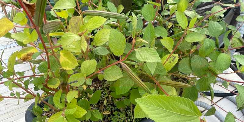 モロヘイヤの鞘がたくさんついている写真