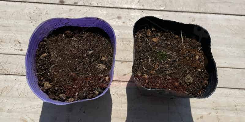 モロヘイヤの種を４月にポット播きした様子