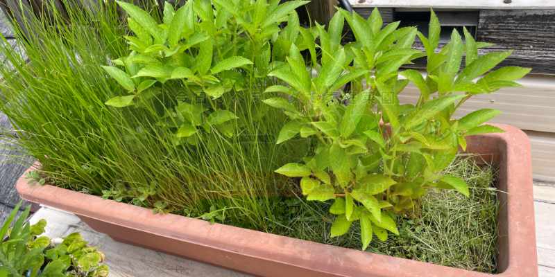 １つのプランターに大量に植えられたモロヘイヤ