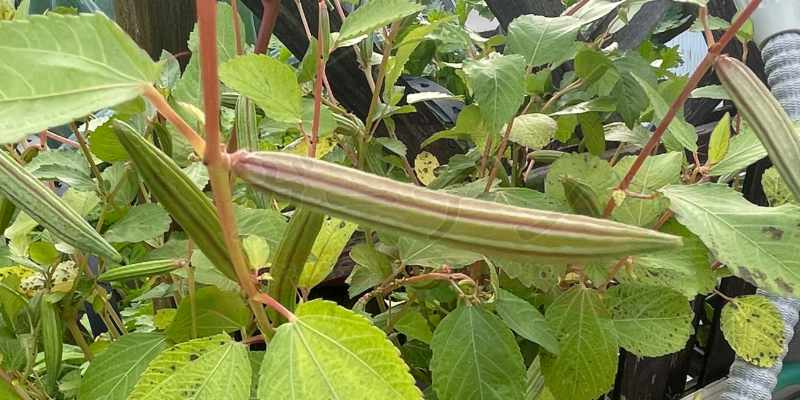 モロヘイヤの鞘