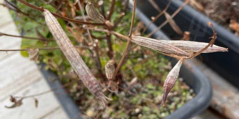 カラカラに乾いて乾燥したモロヘイヤの鞘