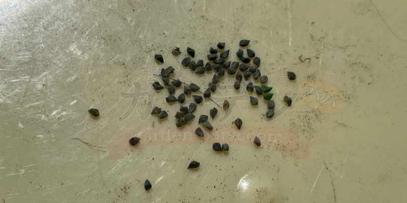 取り出したモロヘイヤの種