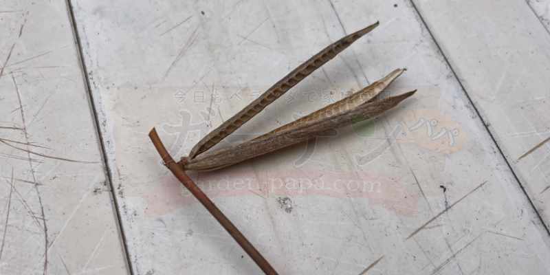 モロヘイヤの鞘を割って種を獲りだしているところ