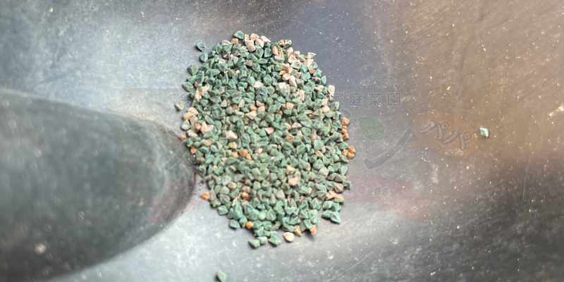 モロヘイヤの種がたくさん獲れた写真