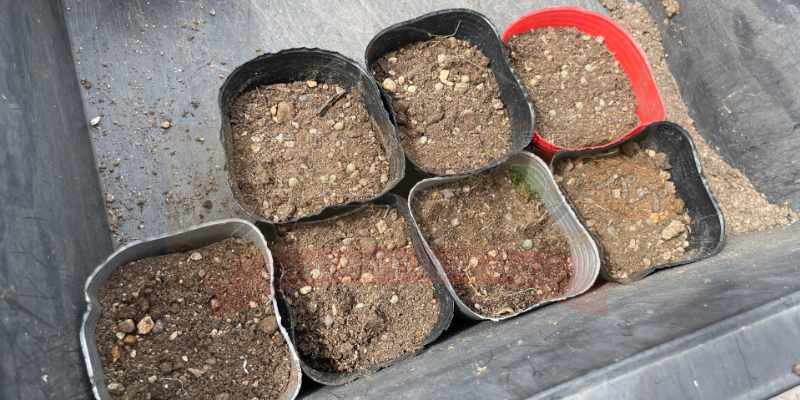オクラの種をポット播きした様子