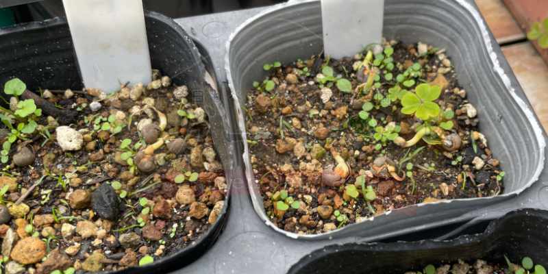 種まきから１０日で発芽したオクラの苗