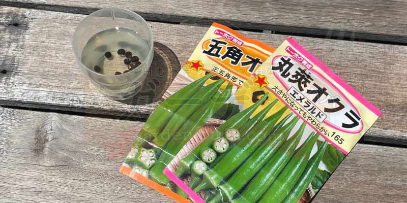 一晩水に浸したオクラの種
