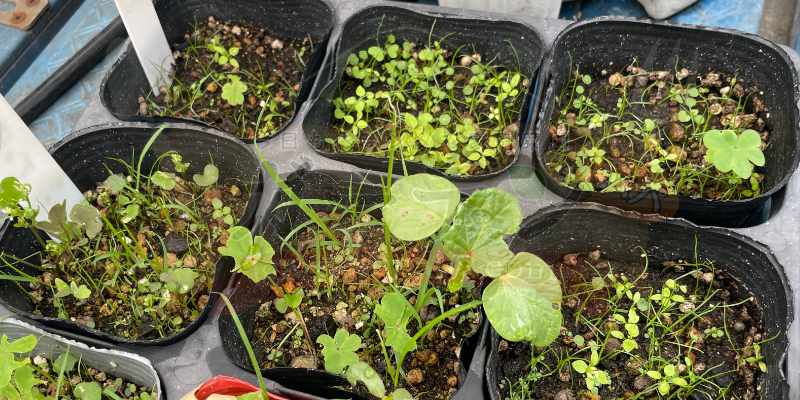 2026年:我が家のプランター栽培日記&一覧🐶🌱 種まきから2週間後のオクラの苗