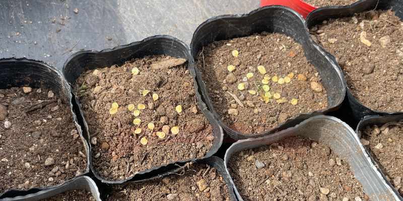 2026年:我が家のプランター栽培日記&一覧🐶🌱 自家製パプリカの種をポット播きしている様子