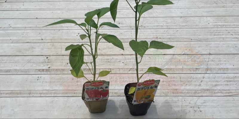 ホームセンターで購入してきたパプリカの苗（赤色・黄色）