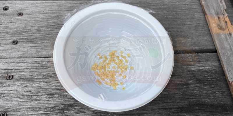 スーパーで買ったパプリカから獲った種を容器に入れて保存していた様子