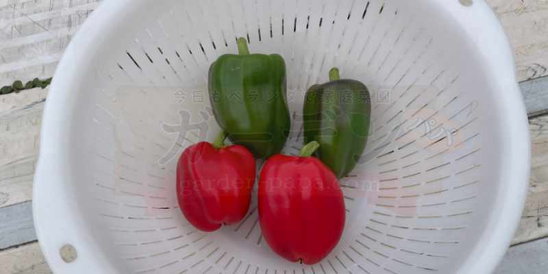 収穫した赤と緑のパプリカをザルに入れている様子