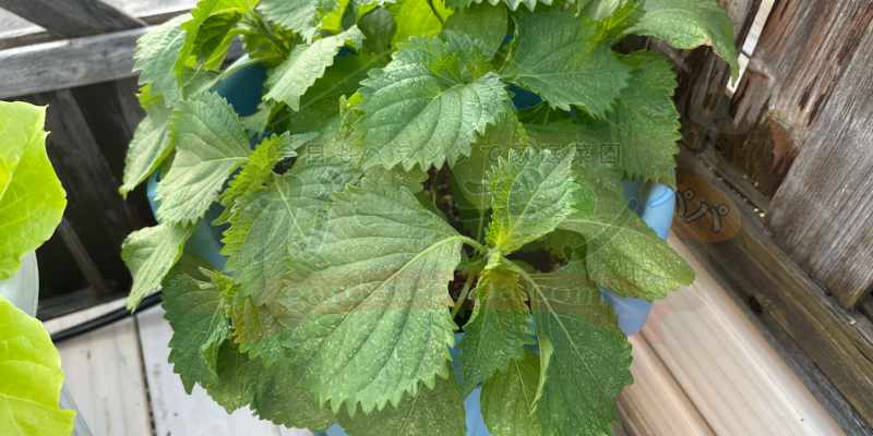 プランターに大量にできた大葉。シソの葉の様子