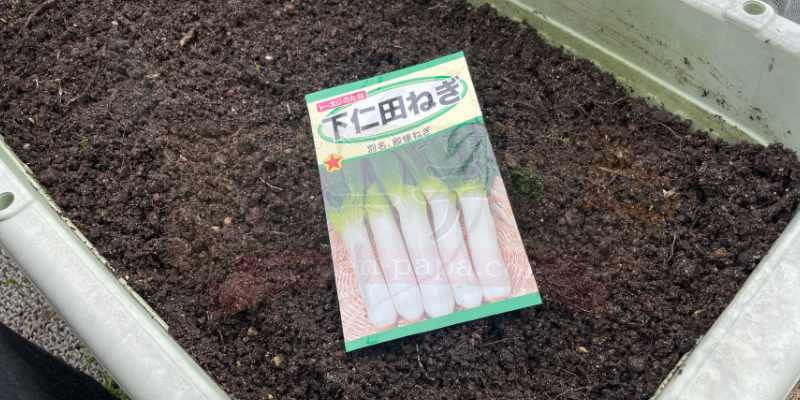購入したトーホクのたねの下仁田ネギの種パッケージ