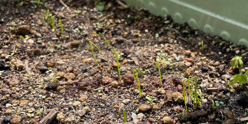 発芽したばかりの下仁田ネギの苗