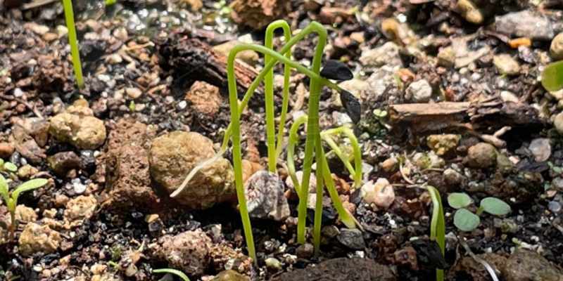 下仁田ネギの発芽