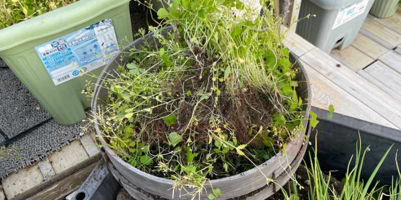 大量の抜いた雑草をザルの上で天日干ししている様子
