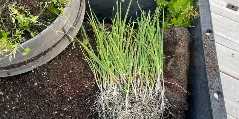 2026年:我が家のプランター栽培日記&一覧🐶🌱 定植用に抜いて並べている大量の下仁田ネギの苗