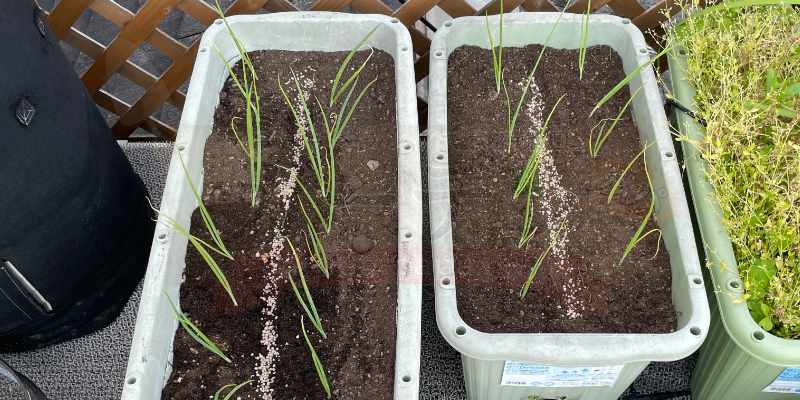 下仁田ネギの苗を二つのプランターへ定植。等間隔に並べて植え直したところ
