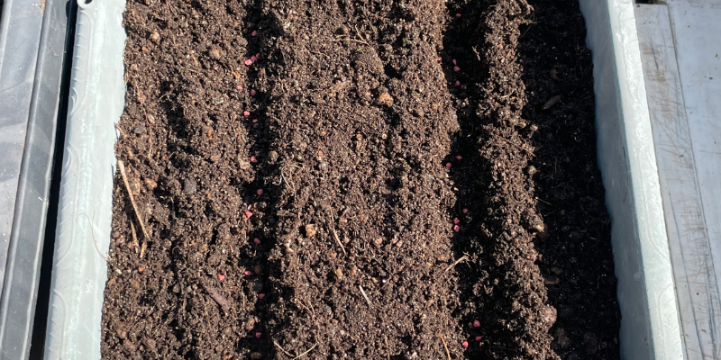 ほうれん草の種をまくため、プランターの土へ筋まき用の筋を入れました。