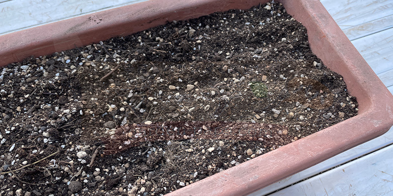 筋まきにするので２本の筋を入れている様子