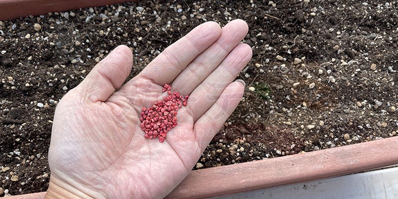 ほうれん草の種を手のひらに乗せている様子