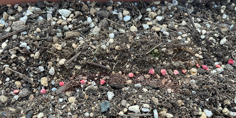 1cm間隔でほうれん草の種を筋蒔きしている様子