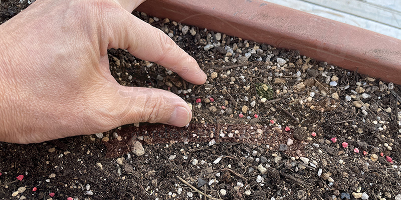 ほうれん草の種をまき終えたので軽く土をかぶせている様子