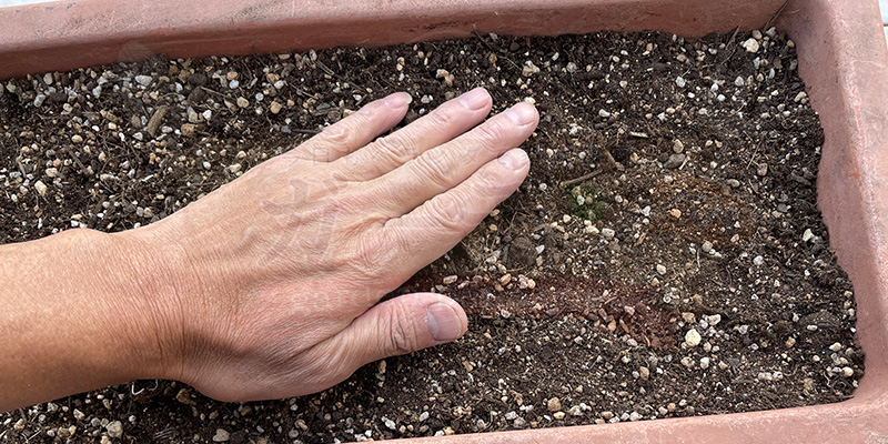 種が水で流されないように軽く手で押さえています。