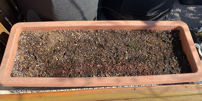 水をあげて日当たりのいい場所へ移動させています。