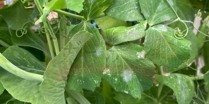 うどん粉病の白い粉ががスナップエンドウの葉についてしまっている