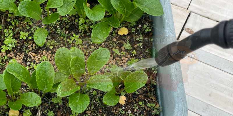 小松菜の葉に希釈した木酢液を散布している様子