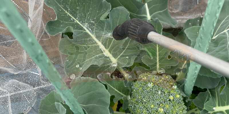 ブロッコリーの蕾も大きくなってきたところで、防虫に木酢液を散布