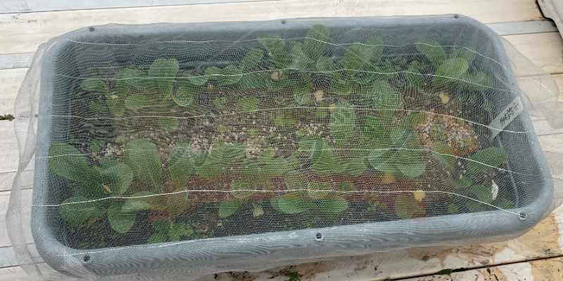 防虫ネットに当たるほど成長した小松菜