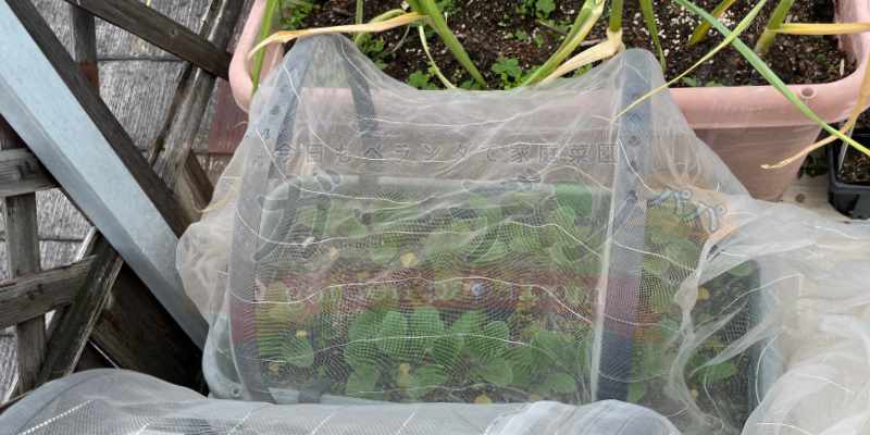 防虫ネットをドーム型に張り直して広くなった小松菜のプランター