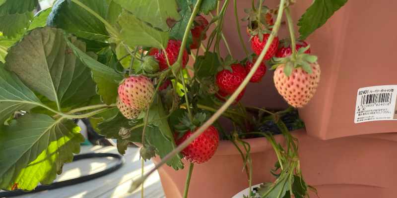 あまおうがプランターで大量。鈴なりイチゴ