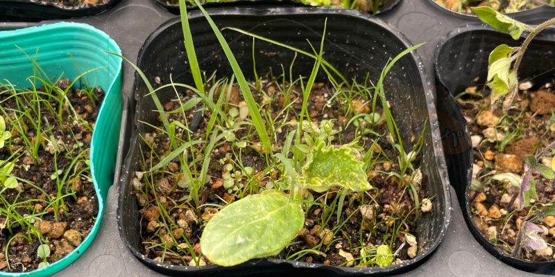 発芽後３週間でもまだまだ小さいきゅうりの苗
