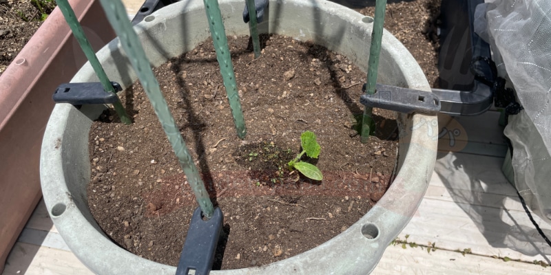 プランターに定植したての小さなきゅうりの苗