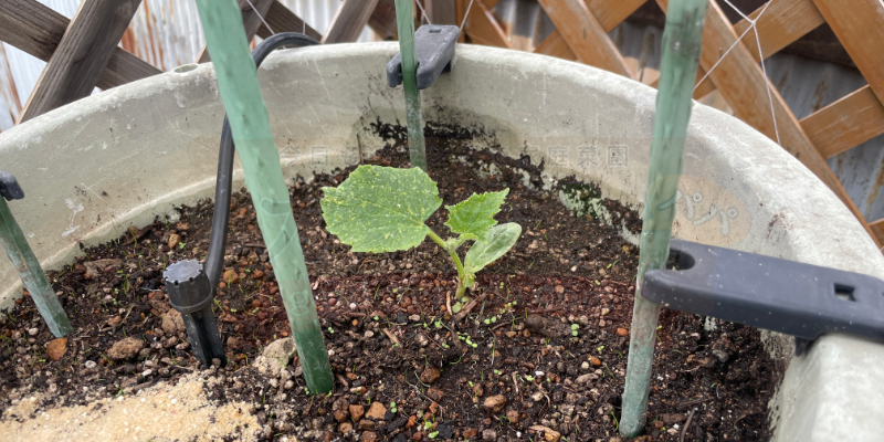定植から１週間後のきゅうりの苗の様子