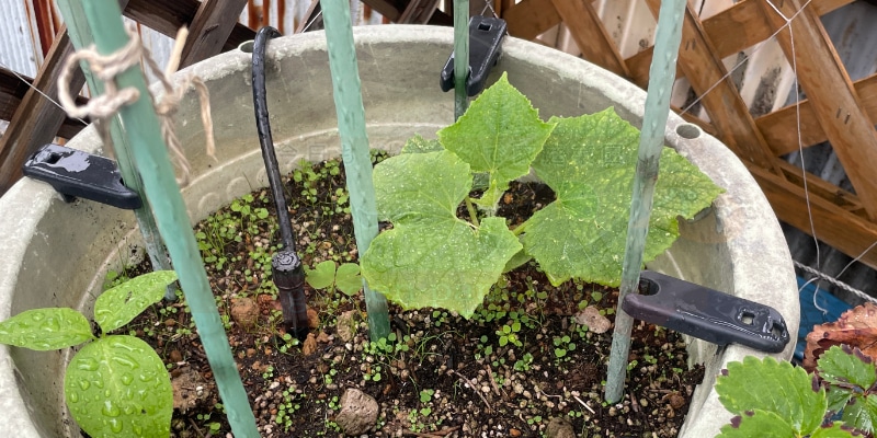 プランターへ定植後、２週間が経過したキュウリの様子