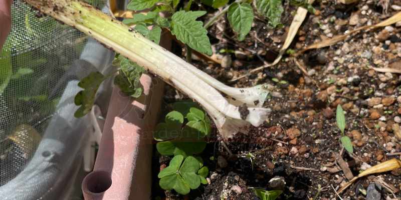 根元からちぎれてしまったニンニクの茎